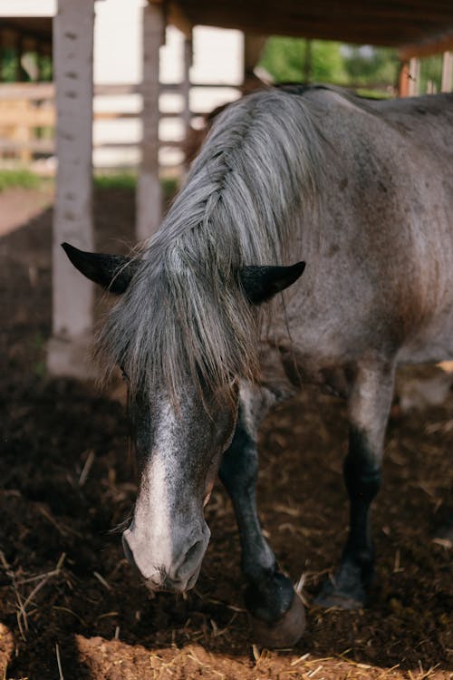 Darmowe zdjęcie z galerii z fotografia zwierzęcia, grzywa, koń