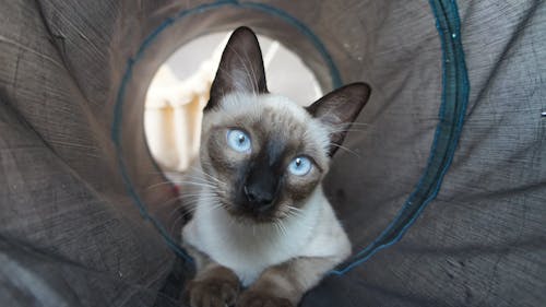 Free stock photo of cat, cats, light blue