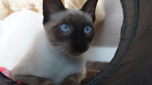Free stock photo of cat, cats, light blue