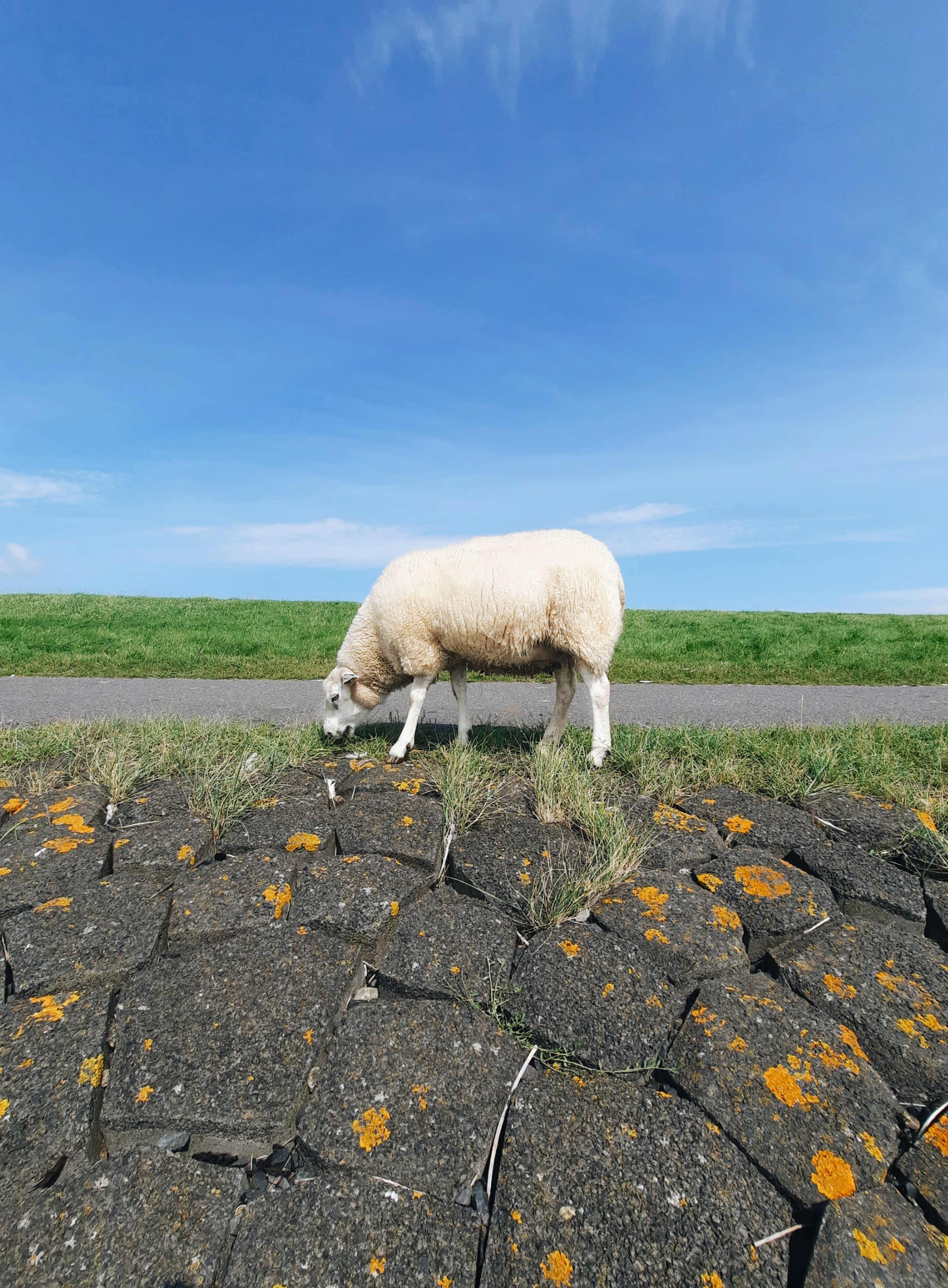 White Sheep on Green Grass Field with Concrete Pavement · Free Stock Photo