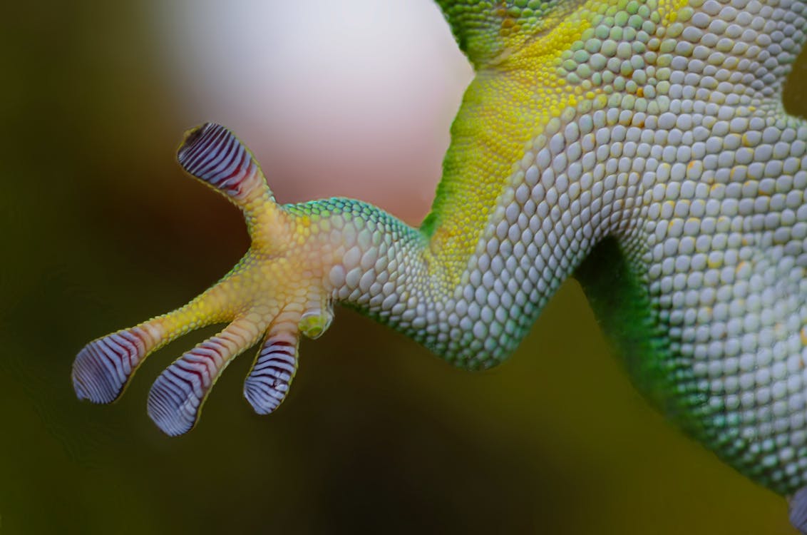 Gratis Foto stok gratis binatang, hijau, iguana Foto Stok