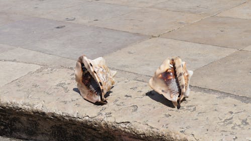 Free stock photo of conch, seashell
