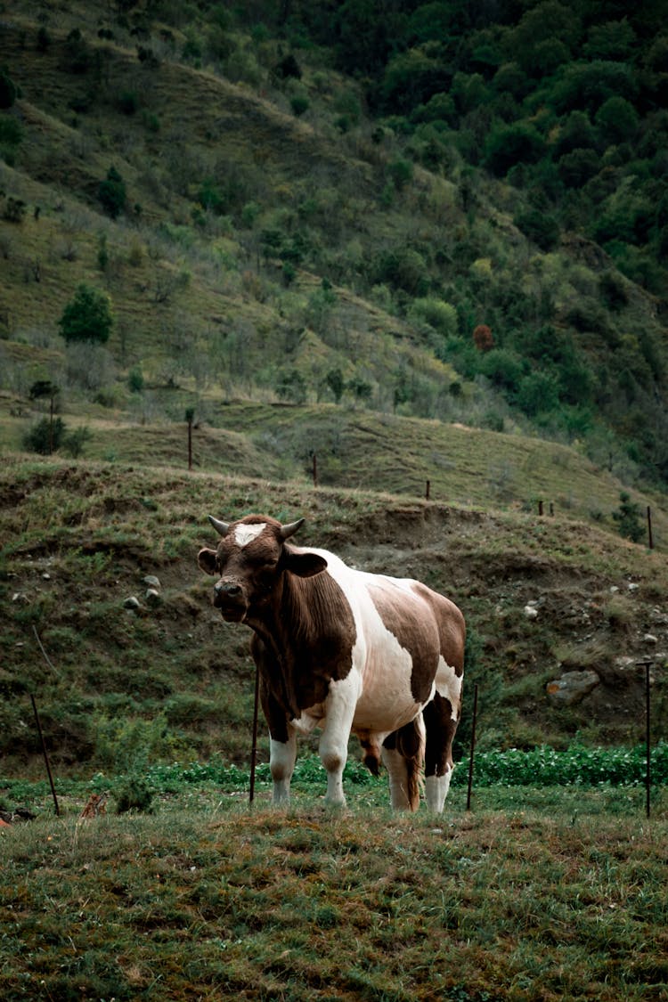 Cow Standing In A Pasture