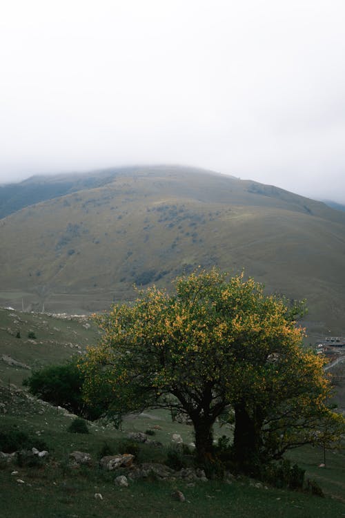 Foto d'estoc gratuïta de a l'aire lliure, amb boira, arbres