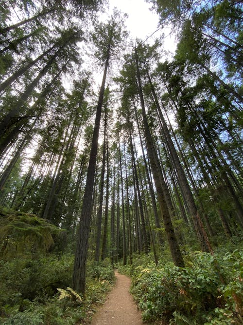 Low Angle Shot of Tall Trees in the Forest