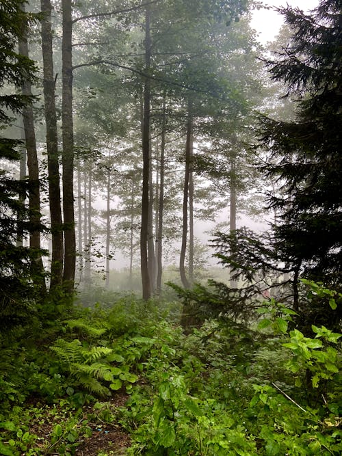 Free stock photo of forest, trees