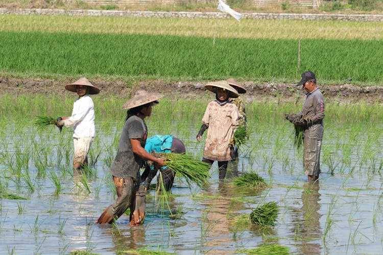 People Planting Rice Seedlings On Watery Land
