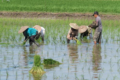 Farmers Working in a Rice Paddy