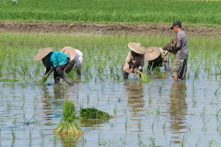 Farmers Working In A Rice Paddy