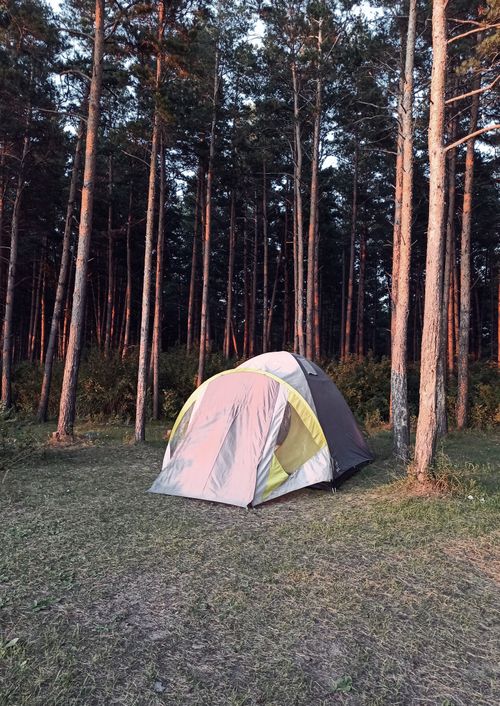 Free A serene camping scene in a dense forest with a pitched tent at sunrise, capturing nature's tranquility. Stock Photo