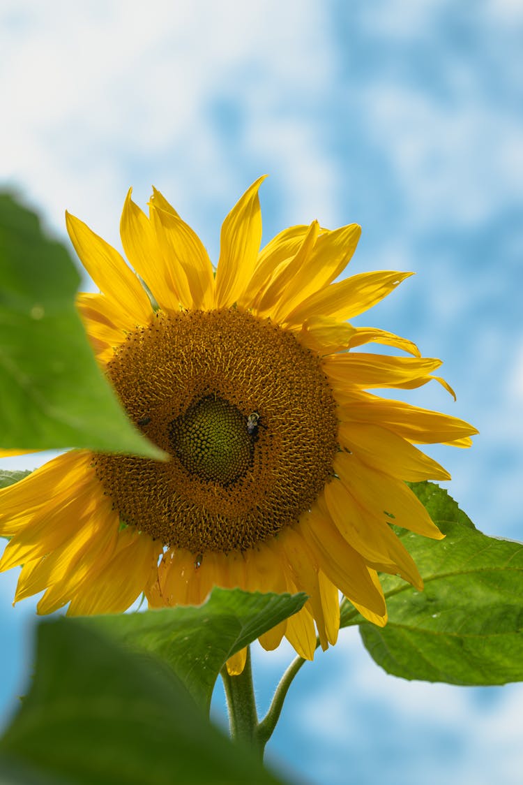 Sunflower Against Sky