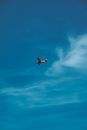 Orange and Black Airplane in Mid Air