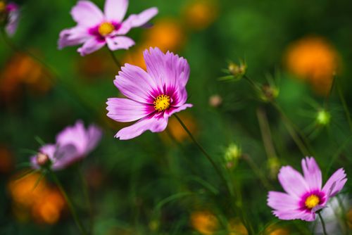 Free Close-up of vibrant pink cosmos flowers with lush green background, displaying stunning natural beauty. Stock Photo