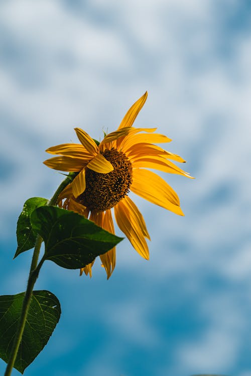 Close-Up Shot of a Sunflower in Bloom