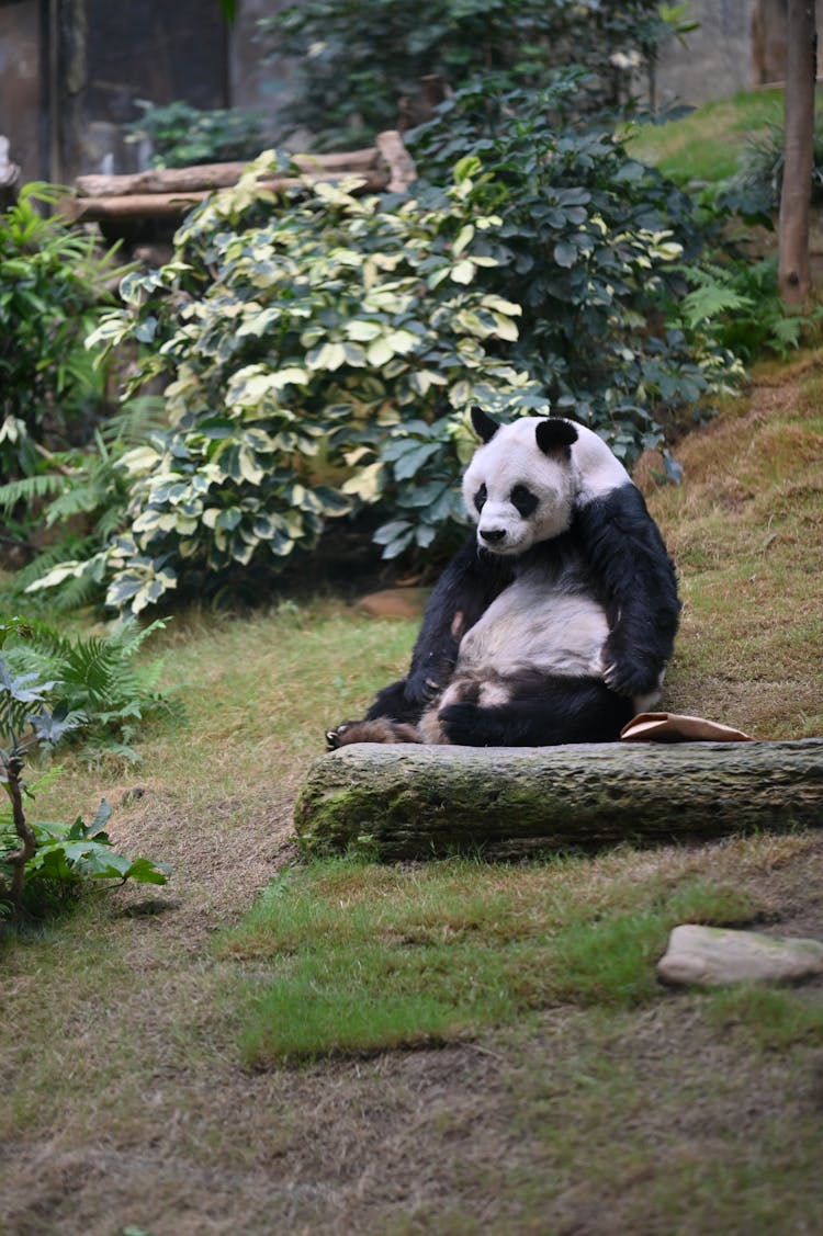 A Panda Sitting On The Grass