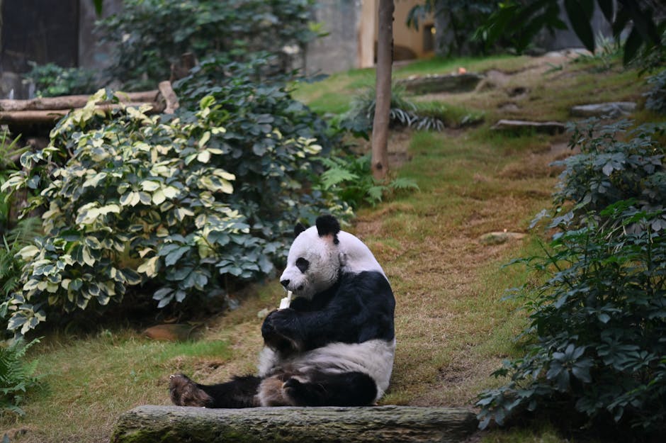 Urs panda gigant mâncând bambus în habitat natural, simbol al echilibrului interior