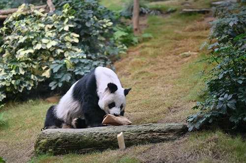 White and Black Panda on Brown Wooden Log