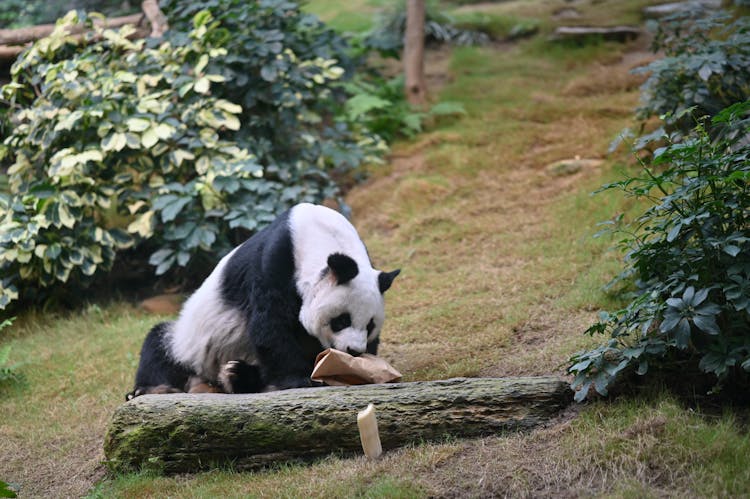 White And Black Panda On Brown Wooden Log