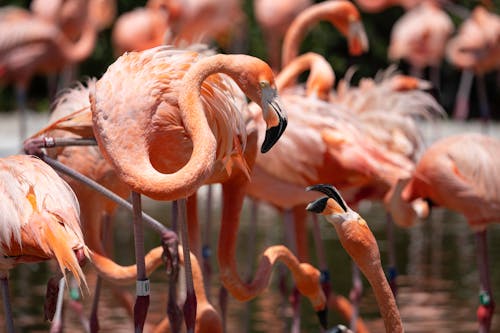 aves, flamingolar, hayvan fotoğrafçılığı içeren Ücretsiz stok fotoğraf