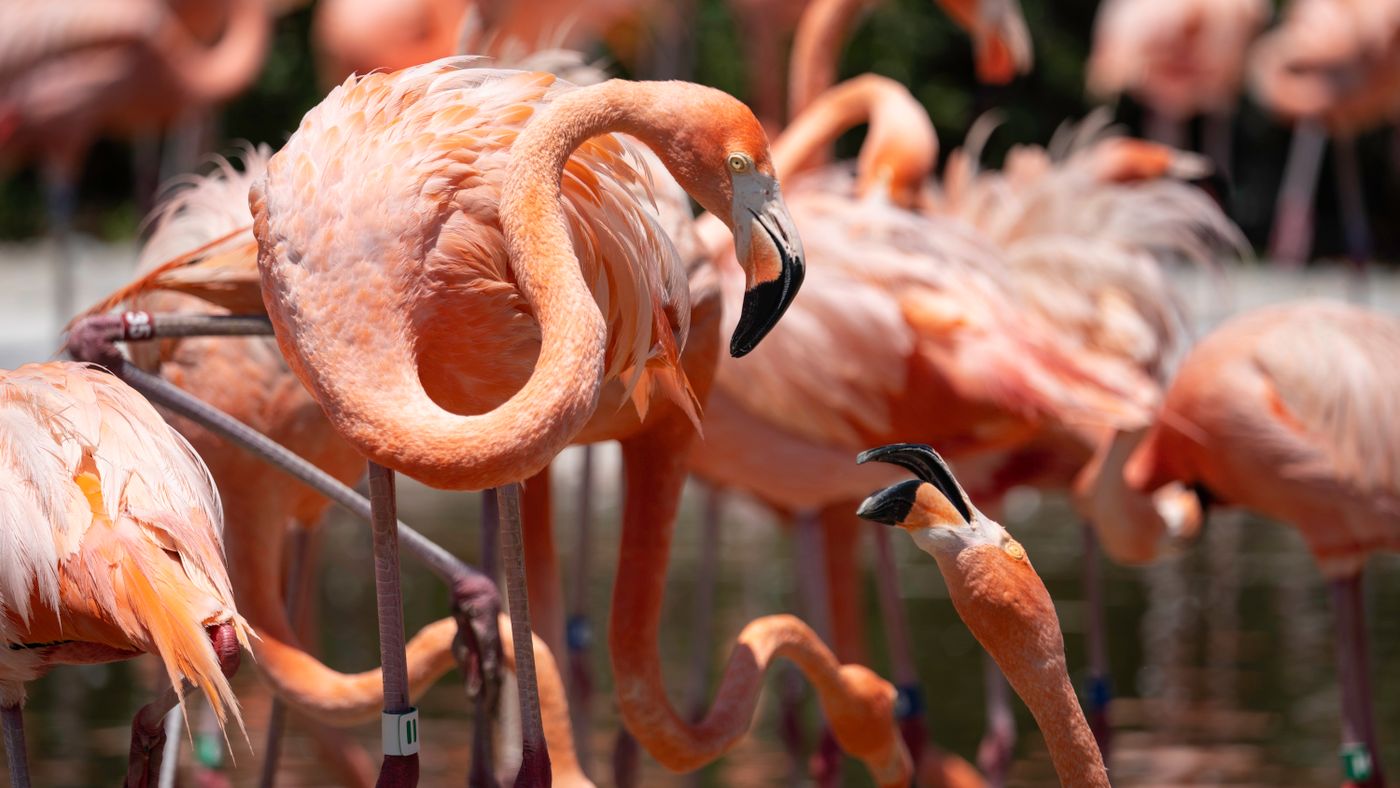 San Diego Zoo: What to Prioritize When 4,000 Animals and a Full Day Collide