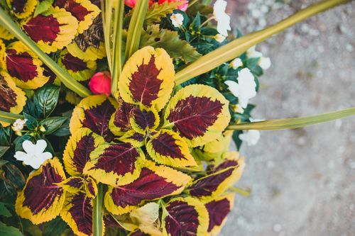 Free Colorful coleus leaves surrounded by a mix of white and pink flowers. Perfect for botanical themes. Stock Photo