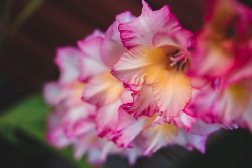 Free Delicate pink and yellow flowers in close-up capture, showcasing their natural beauty and intricate petals. Stock Photo