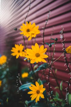 Close-up of bright yellow flowers in bloom against a red textured wall.