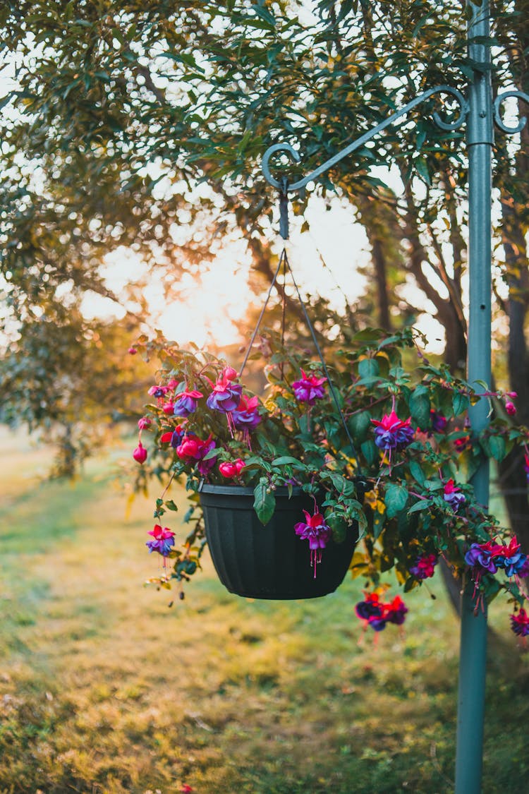 Purple Flowers In A Hanging Pot