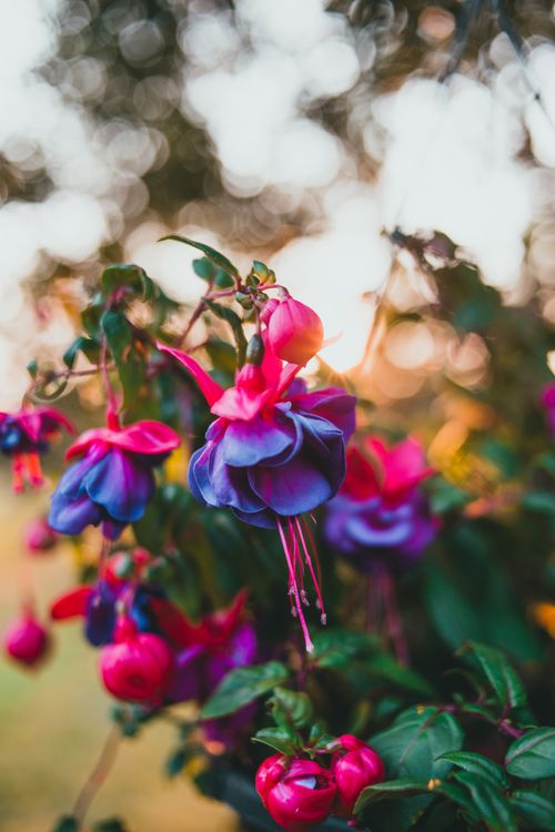Free Close-up of vibrant purple and pink fuchsia flowers in full bloom with a dreamy bokeh background. Stock Photo