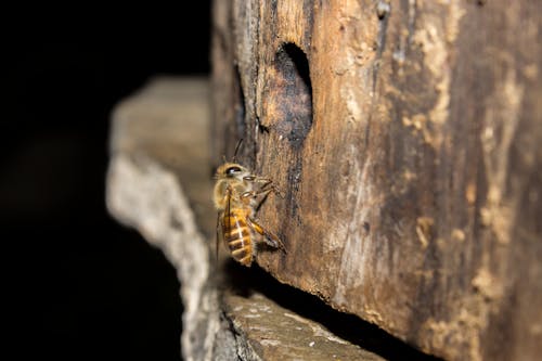 Free stock photo of honeybee
