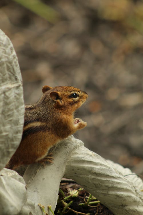 Бесплатное стоковое фото с sciuridae, белка, вертикальный выстрел