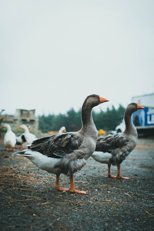 Close-Up Shot of Geese on the Ground