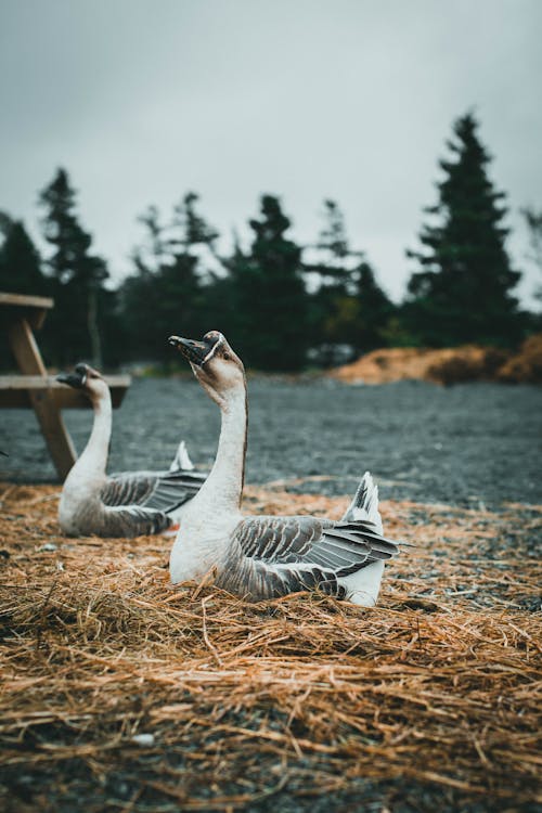 Close-Up Shot of Geese on the Ground