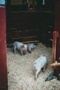 Piglets inside the Pigpen