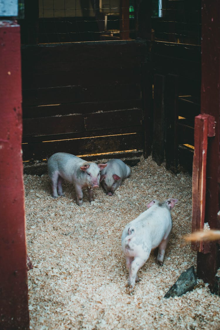 Piglets Inside The Pigpen