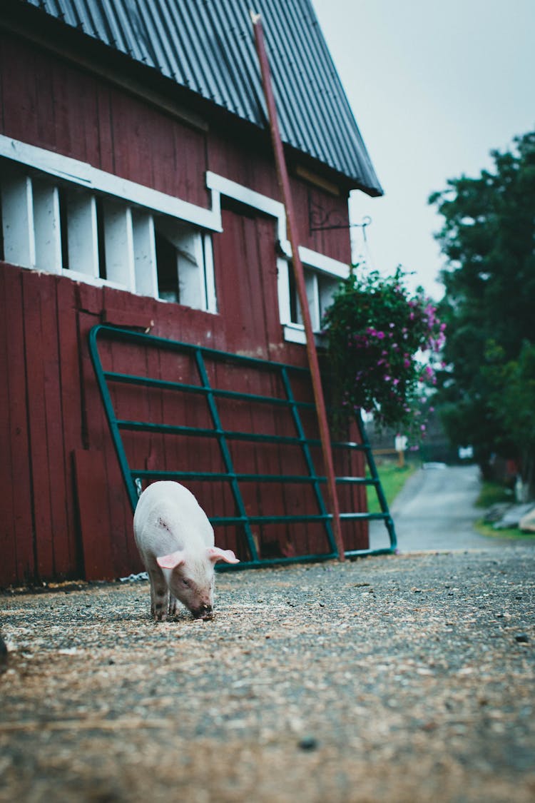 A Pig On The Barn