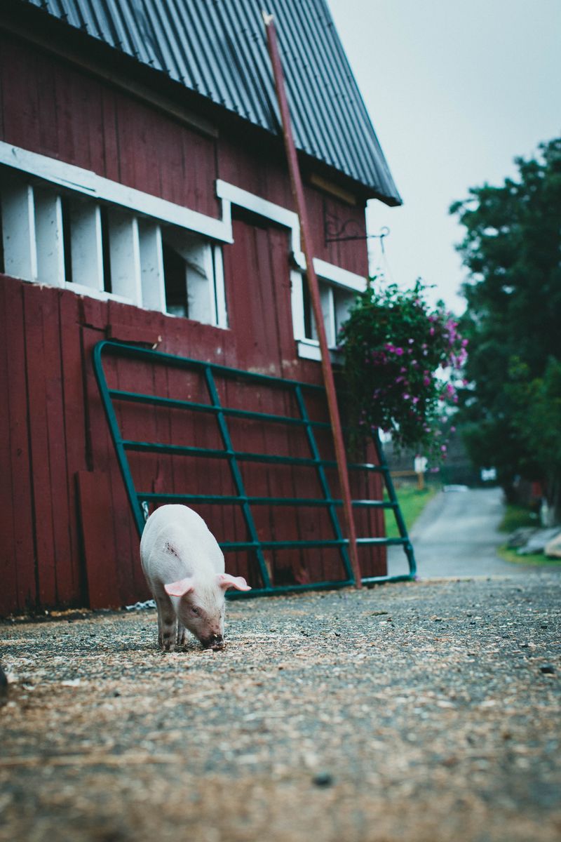 Pig walking in front of a rural barn