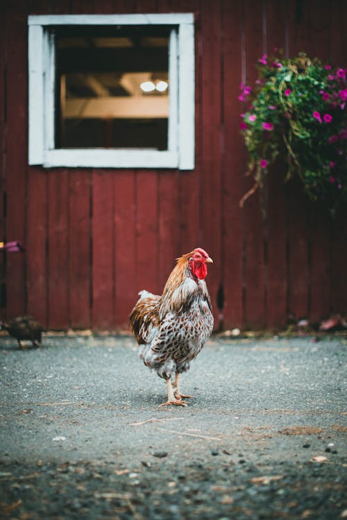 A Hen on the Barn