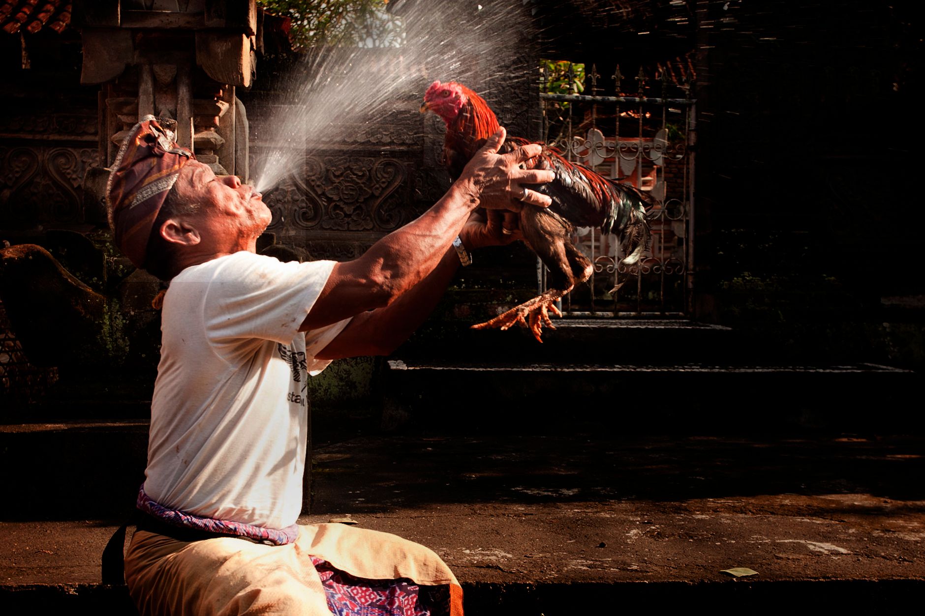 An elderly man kneels outdoors, holding a rooster while splashing water in sunlight.