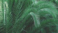 充满活力的绿色棕榈叶特写，营造出郁郁葱葱的热带氛围