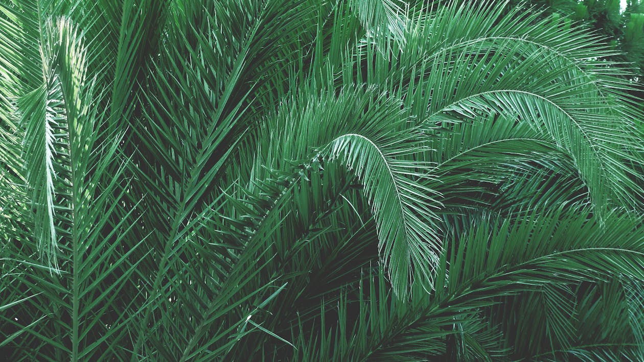Gratis arkivbilde med blader, grønn, palme