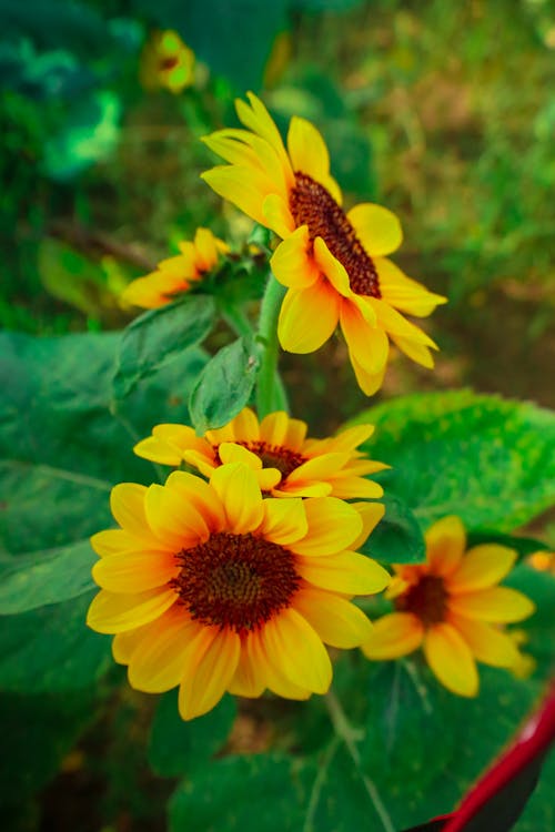 Foto stok gratis bunga matahari, bunga-bunga indah, hijau
