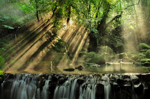 бесплатная Живописный вид на тропический лес Стоковое фото