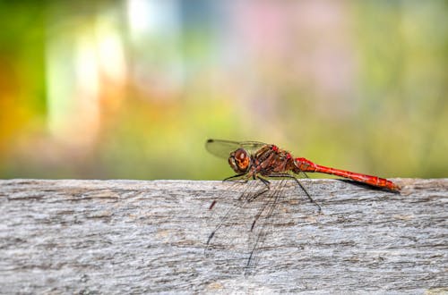 Red Dragonfly on Wood