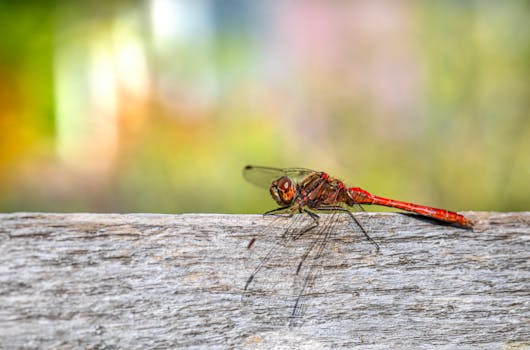 Macro shot of a red dragonfly resting on a wooden surface with a blurred natural background.