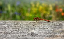 Close-Up Shot of a Dragonfly Perched on the Wood