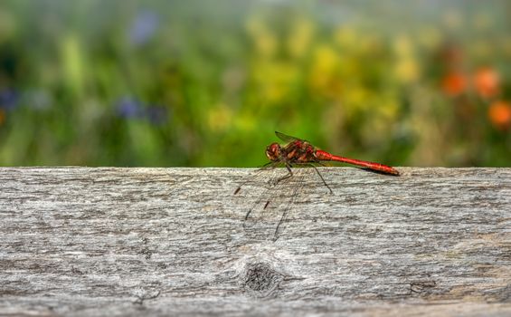 Close-Up Shot of a Dragonfly Perched on the Wood