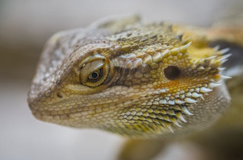 Free Close-Up Photography of Central Bearded Dragon Stock Photo
