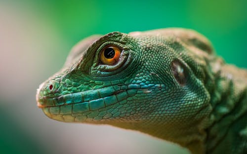 無料 緑の爬虫類 写真素材