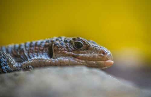 Free Gray Reptile Close-up Photography Stock Photo